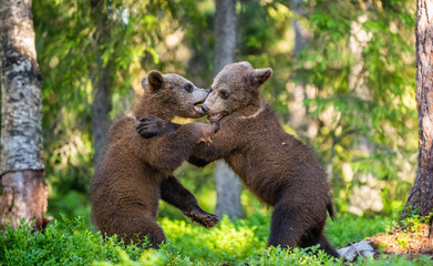 Fototapeta premium Brown Bear Cubs playfully fighting, Scientific name: Ursus Arctos Arctos. Summer green forest background. Natural habitat.
