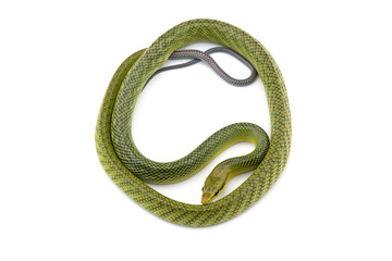 The red-tailed green ratsnake isolated on white background