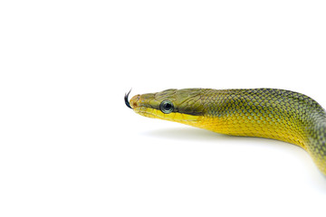 The red-tailed green ratsnake isolated on white background