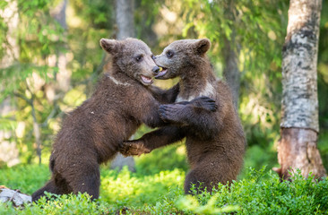 Naklejka na ściany i meble Brown Bear Cubs playfully fighting, Scientific name: Ursus Arctos Arctos. Summer green forest background. Natural habitat.