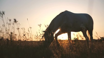 Inspiring white horse eating food in a huge field in autumn in slow motion