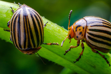 Colorado potato beetle crawling on the branches of potato