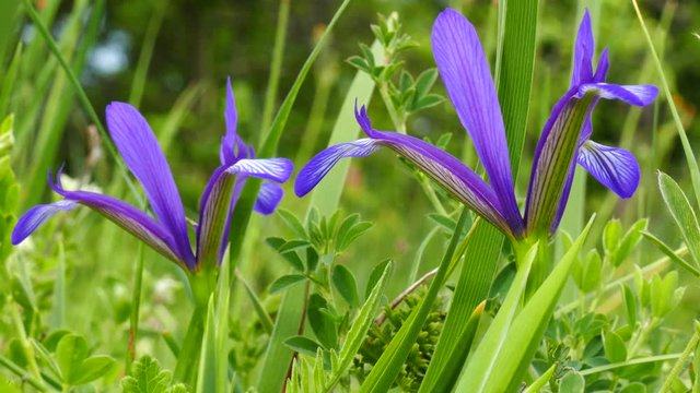 Spring wild flower Wild Iris (Iris reticulate). Mountain meadow with wildflowers.