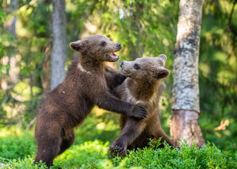 Brown Bear Cubs playfully fighting, Scientific name: Ursus Arctos Arctos. Summer green forest background. Natural habitat.