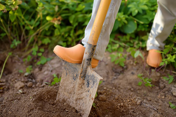 Fototapeta premium Woman dig shoveling in her backyard.
