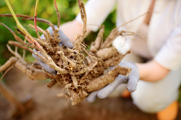 Woman replanting plant in home garden.