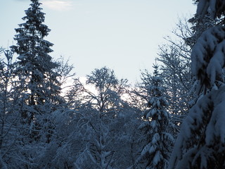 Morning sun