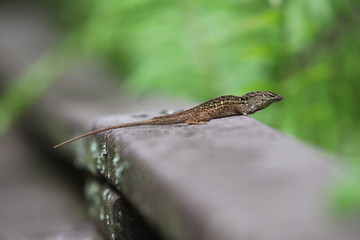 green lizard