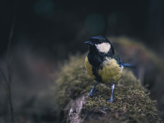 Great tit