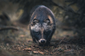 Raccoon dog