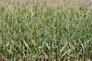 Obraz premium Corn Field