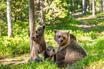 She-bear and bear-cubs of Brown Bear in the forest at summer time. Scientific name: Ursus arctos