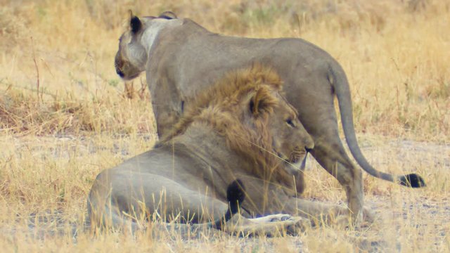 Lioness approaches male lion and nuzzles him as he rests in the wild of Africa