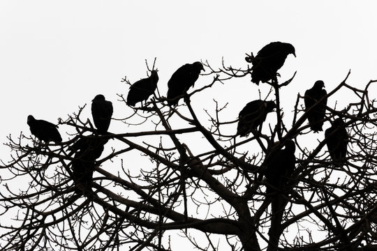 Gallinazos en copa de &aacute;rbol