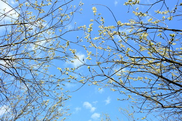 Weidenkätzchen - erste Frühlingsboten