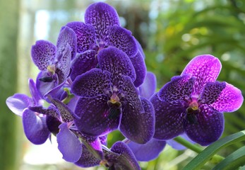 Vanda orchid flower.