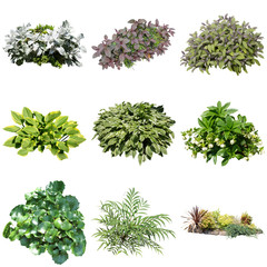 collection of fresh herbs