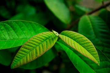 unique texture of young leaves from guava trees