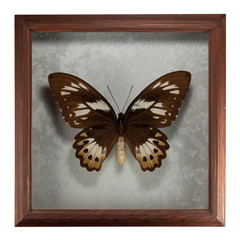 Obraz na płótnie Canvas Butterfly ornithoptera priamus in frame isolated on white background