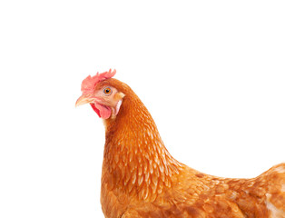close up face and feather of hen chicken isolate white background