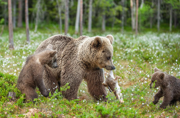 Obraz na płótnie Canvas Brown bear with rabbit. Cubs and She-bear of brown bear with prey. The bear holds the teeth of the hare.