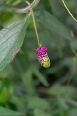 flowers from grass on the roadside