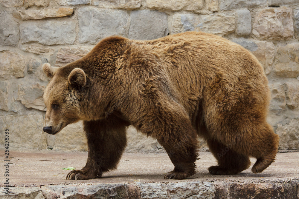 Canvas Prints Brown bear (Ursus arctos).