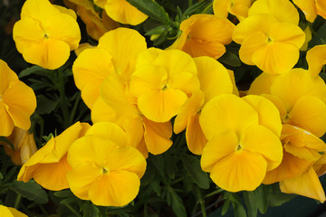 Garden pansy (Viola tricolor var. hortensis)