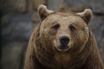 Brown bear (Ursus arctos).