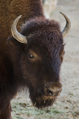 Plains bison, also known as the prarie bison.