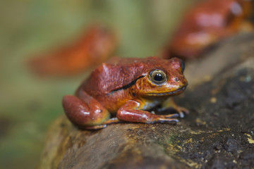 Tomato frog (Dyscophus guineti)