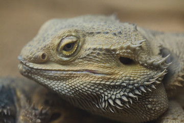 Central bearded dragon (Pogona vitticeps)
