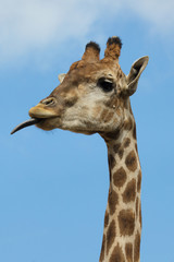 Angolan giraffe (Giraffa camelopardalis angolensis)