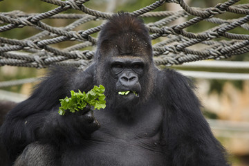 Western lowland gorilla