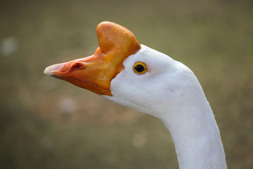 Domestic goose (Anser cygnoides domesticus).