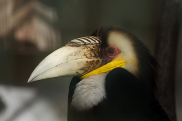Wreathed hornbill (Rhyticeros undulatus)