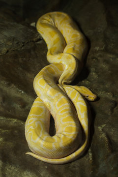 Burmese python (Python bivittatus)