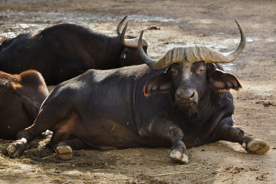 Cape buffalo (Syncerus caffer caffer)