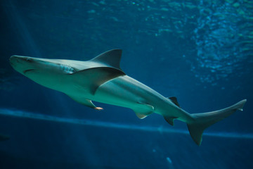 Fototapeta premium Sandbar shark (Carcharhinus plumbeus).