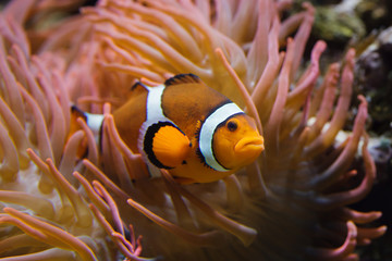 Ocellaris clownfish (Amphiprion ocellaris)