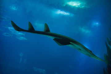 Giant guitarfish (Rhynchobatus djiddensis)