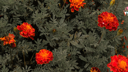Fototapeta na wymiar Orange flowers with unique leaves