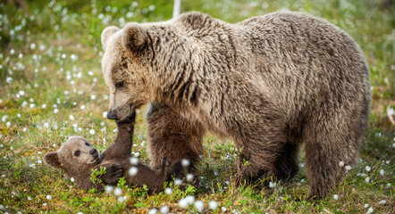 She-bear and bear-cubs of Brown Bear in the forest at summer time. Scientific name: Ursus arctos
