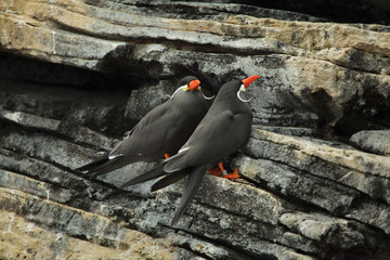 Inca tern (Larosterna inca).