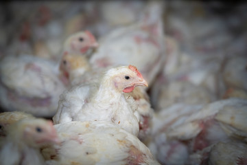 Junge Hähnchen in einen modernen Hähnchenmaststall