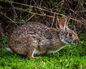 Swamp rabbit in the wild along the nature trail!