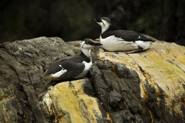 Common murre (Uria aalge)