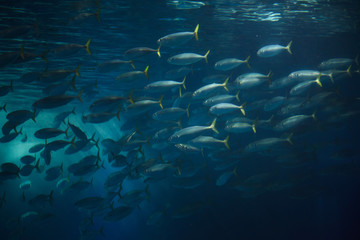 Atlantic chub mackerel (Scomber colias).