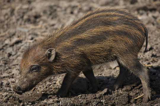Visayan warty pig (Sus cebifrons). © Vladimir Wrangel