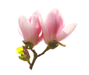 Beautiful blooming magnolia flowers on white background